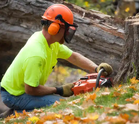 tree services Midland Park